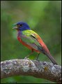 _1SB3953-1 painted bunting